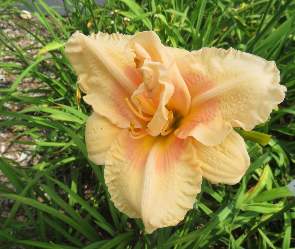peppermint lily flower Pink Peppermint' (Joiner-J., 1995) – Seize the Daylilies