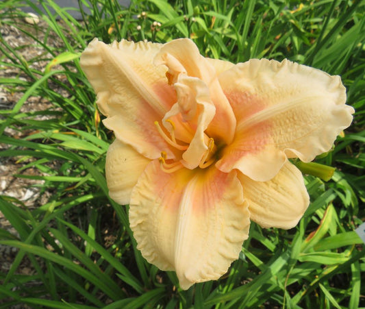 'Pink Peppermint'  (Joiner-J., 1995)
