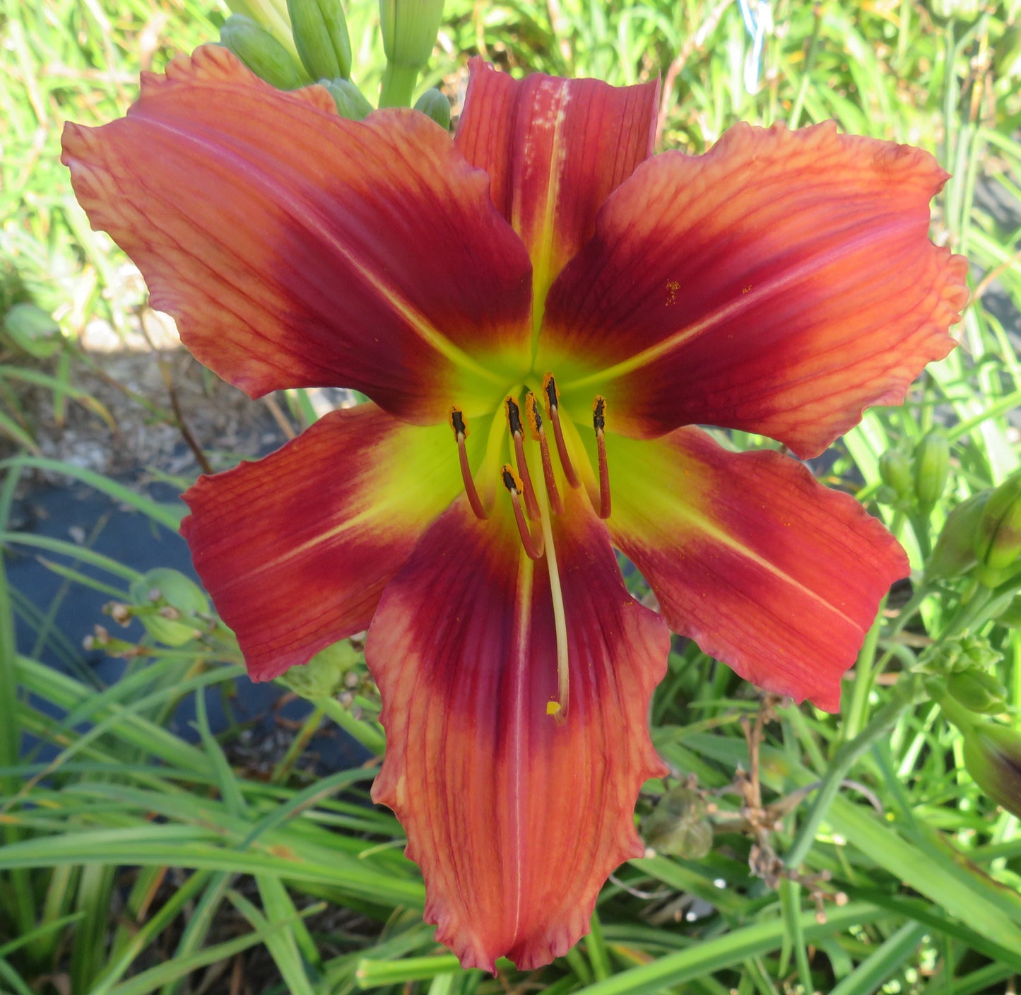 Daylily Seeds:  'Pixie Dragon' x 'Here's to You Bill Robinson'