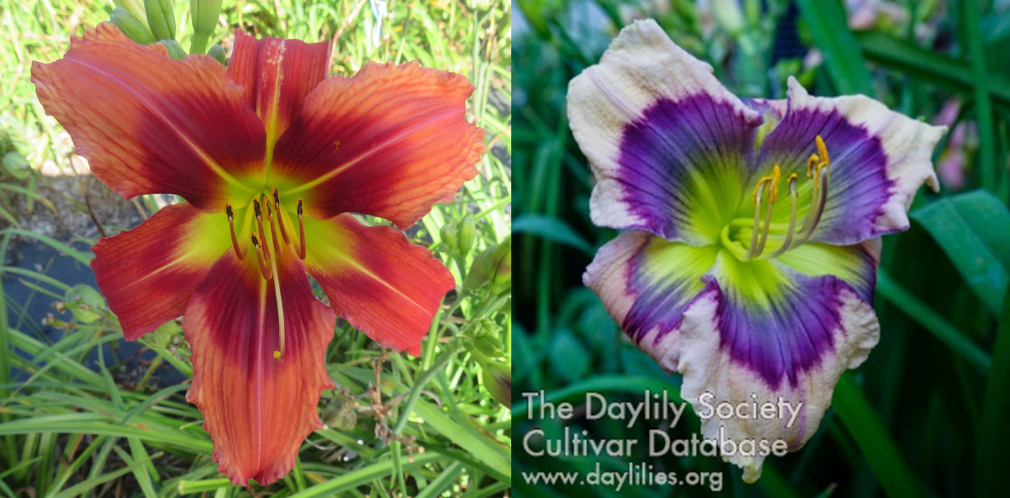 Daylily Seeds:  'Pixie Dragon' x 'Heavenly Blue Eyes'