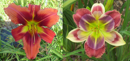 Daylily Seeds:  'Pixie Dragon' x 'Here's to You Bill Robinson'