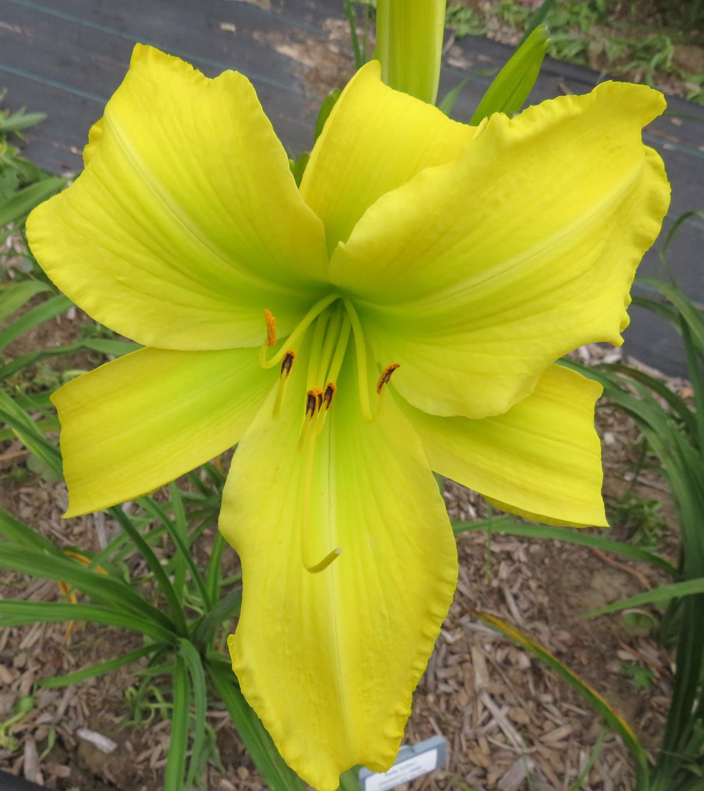 'Polly Esther' (Davisson-J., 2008)