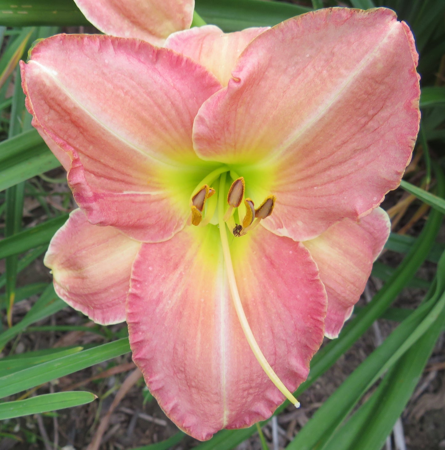 'Polly Mayo' (Durio, 1976)