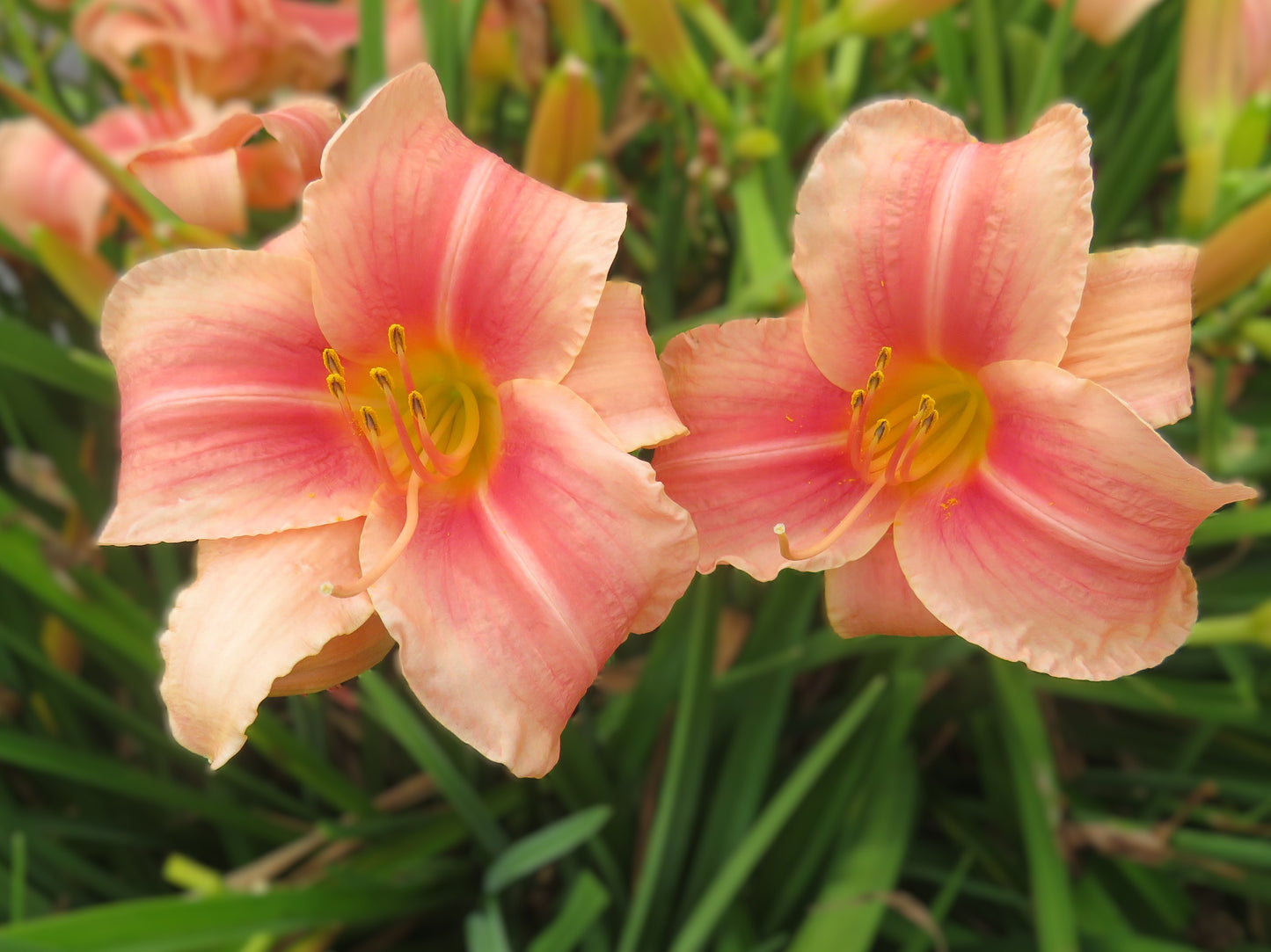 'Prairie Belle' (Marsh, 1965)