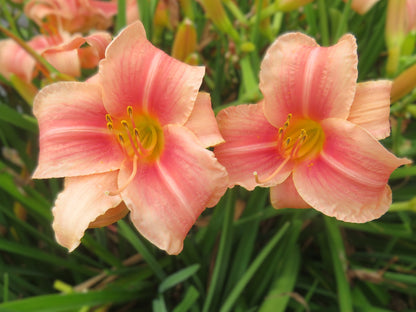 'Prairie Belle' (Marsh, 1965)