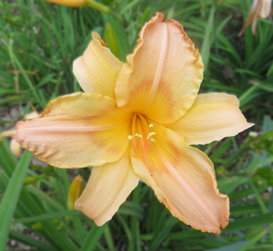 'Prairie Sunset' (Wild, 1963)
