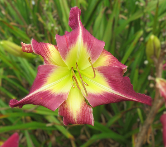 'Purple Oddity' (Lenington-G., 1979)