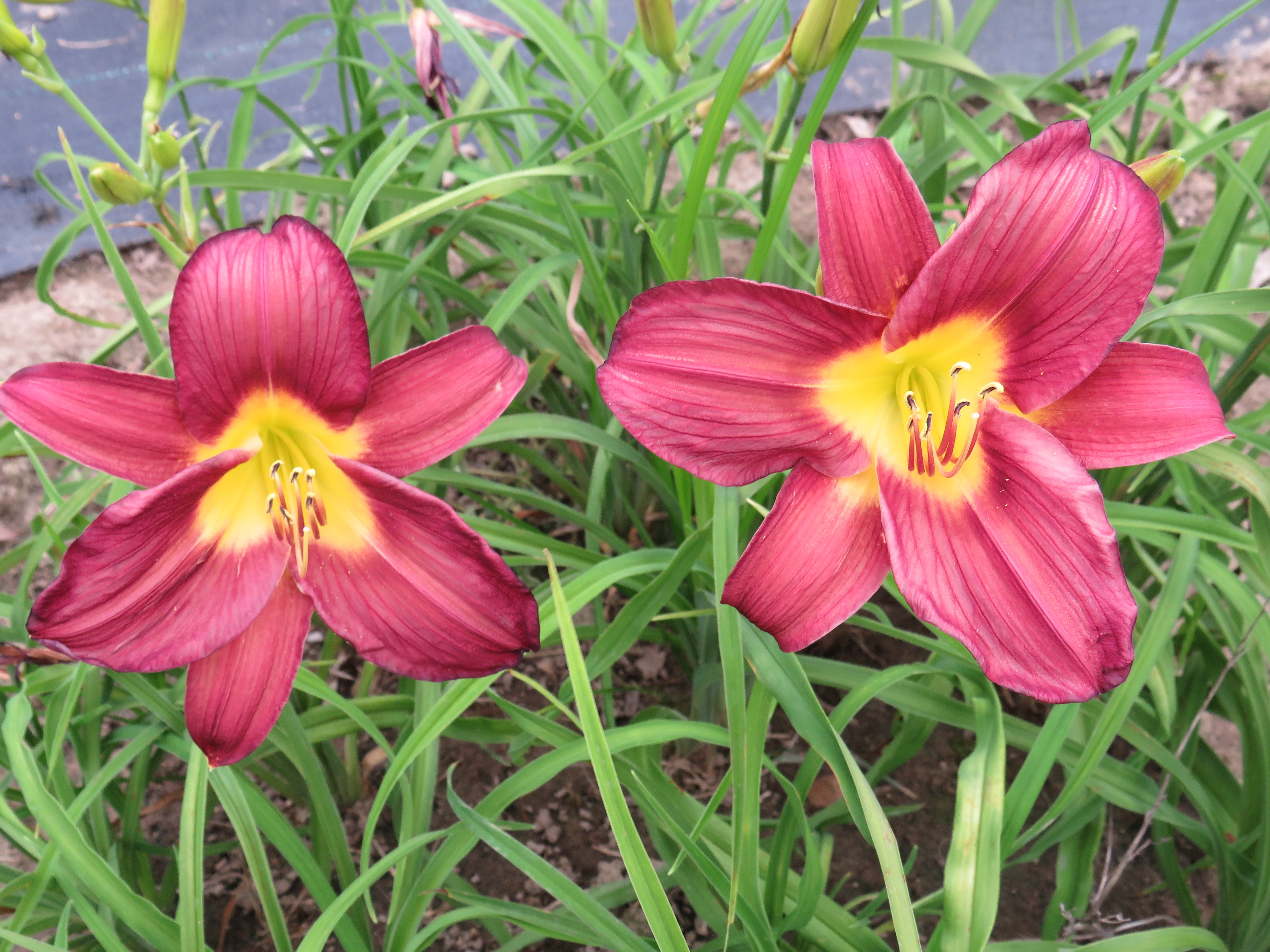 Purple Spring Splendor 'Purple Splendor' (Pittard, 1960) – Seize the Daylilies
