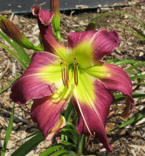 'Purple Thunderbird'  (Roberts-N., 1998)