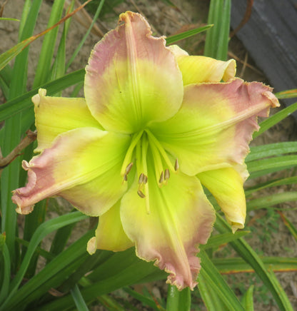 Daylily Seeds:  "Polston Seedling #10" x 'Quieter is Louder'