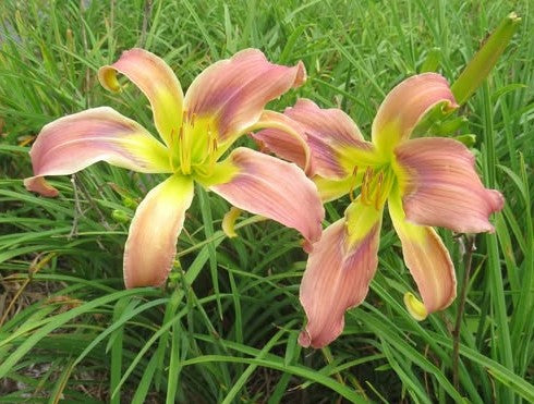 'Rainbow Dragon' (Gossard, 2013)