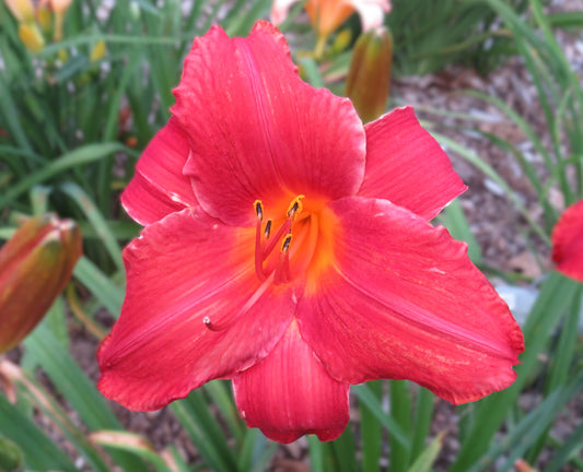 'Riley Barron' (Munson-R.W., 1977)
