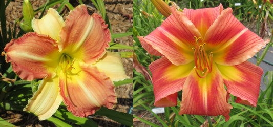 Daylily Seeds:  'Royal Jester' x 'Incessant'