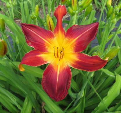 'Ruby Spider'  (Stamile, 1991)