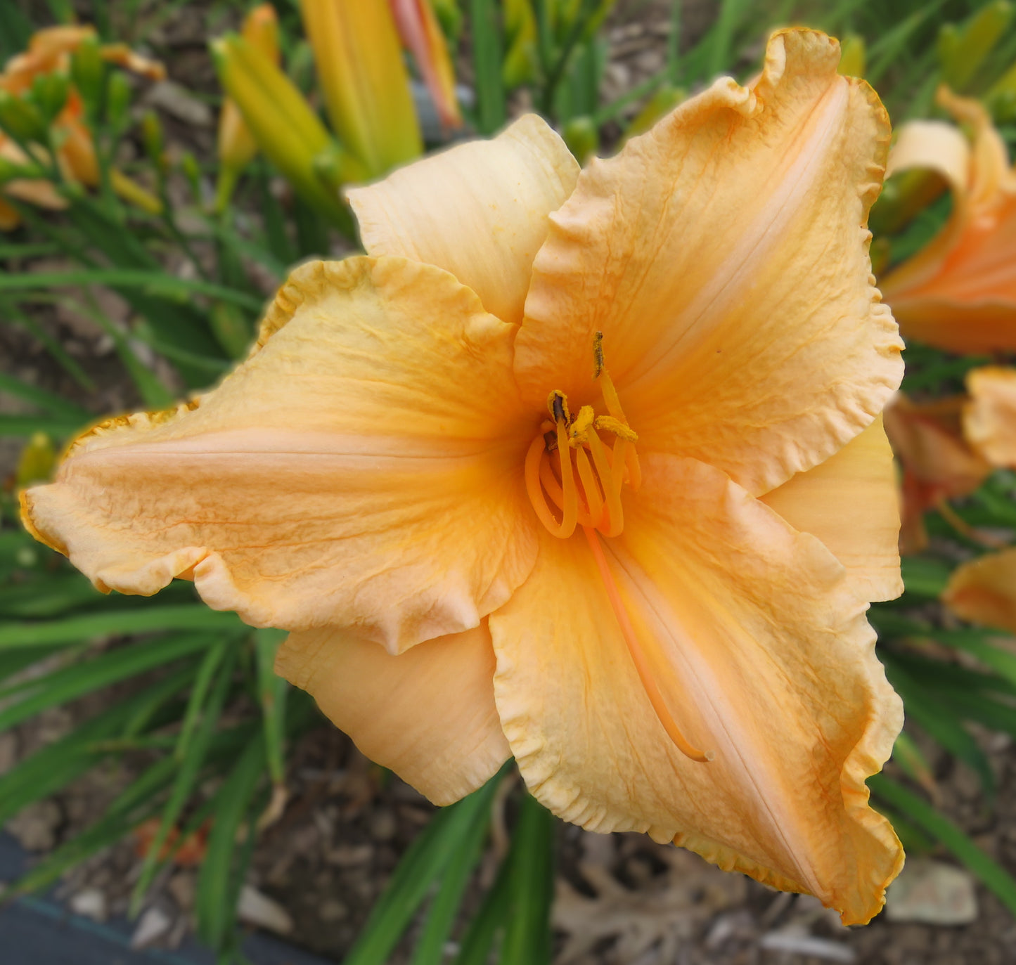 'Ruffled Apricot'  (Baker-S.H., 1972)