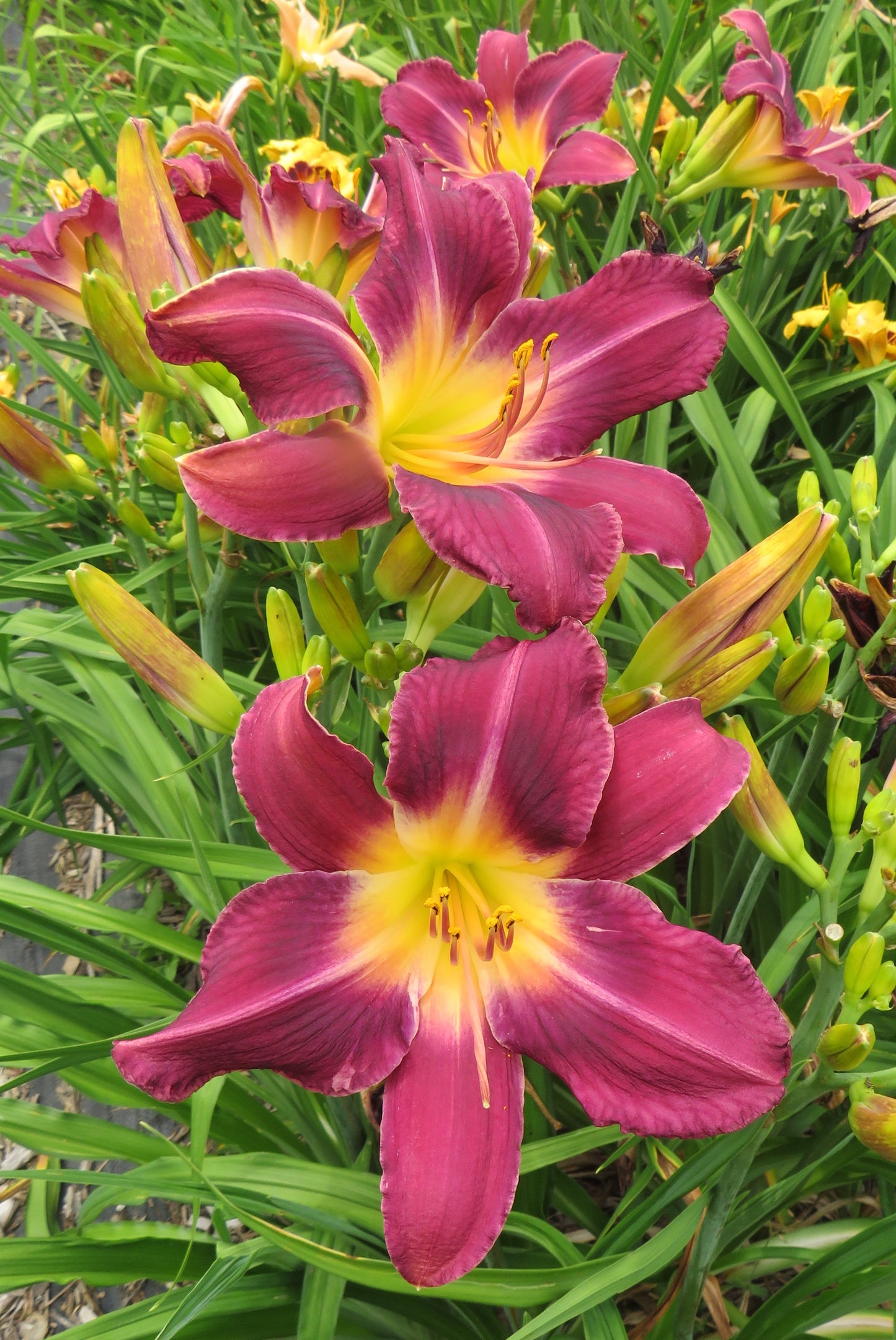 'Rum Plum' (Pride, 1976)
