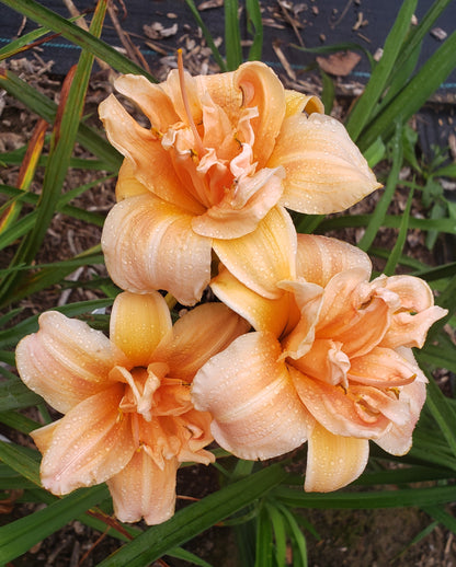 'Ruth Spofford' (Miller-J., 1978)