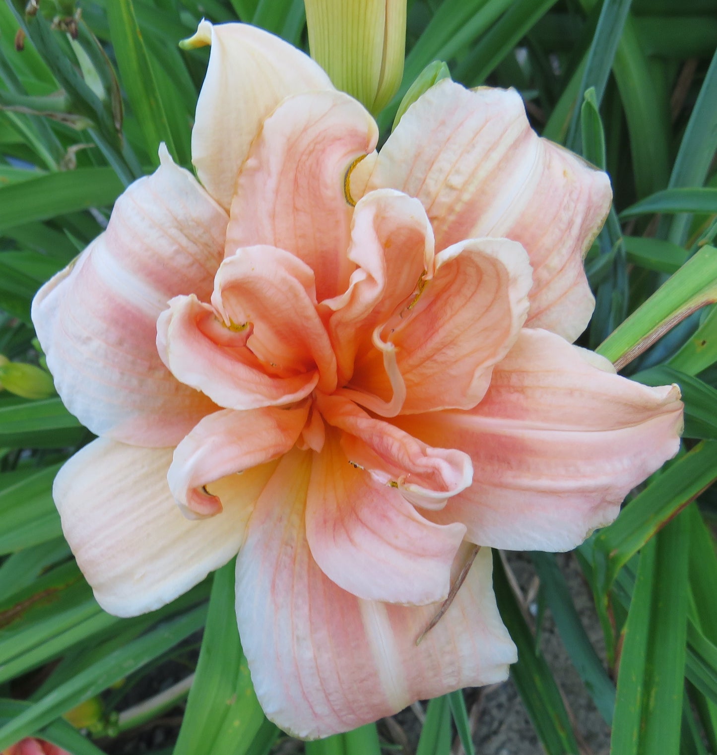 'Ruth Spofford' (Miller-J., 1978)