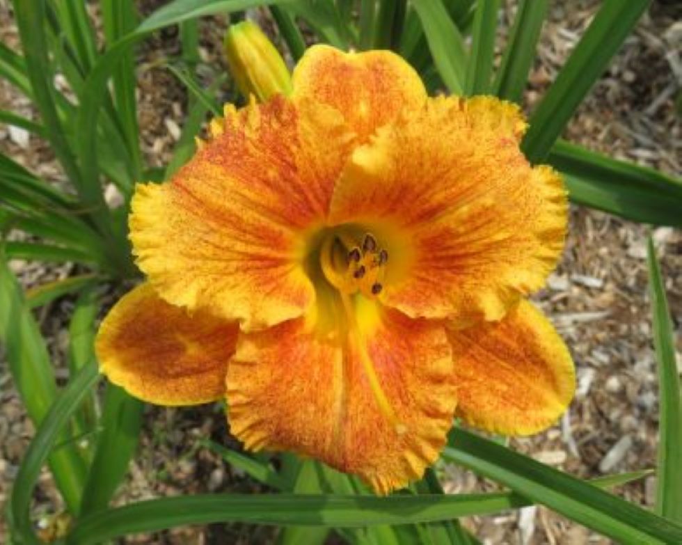 Daylily Seeds:  'Spacecoast Freaky Tiki' x 'Explosion in the Paint Factory'