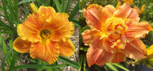 Daylily Seeds:  'Spacecoast Freaky Tiki'  x 'Topguns Flame Thrower'