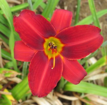 'Scarlet Tanager'  (Griesbach-Klehm, 1979)