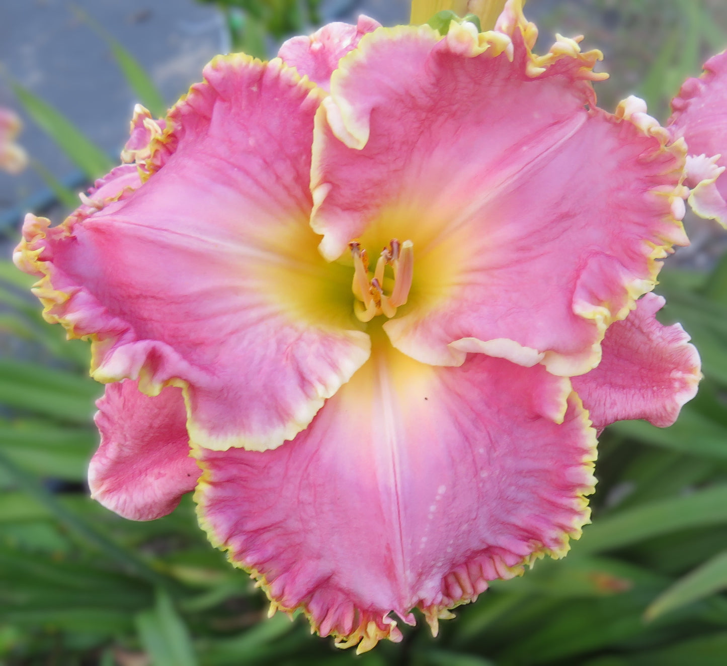 Daylily Seeds:  'Merry Margarete' x 'Shores of Time'