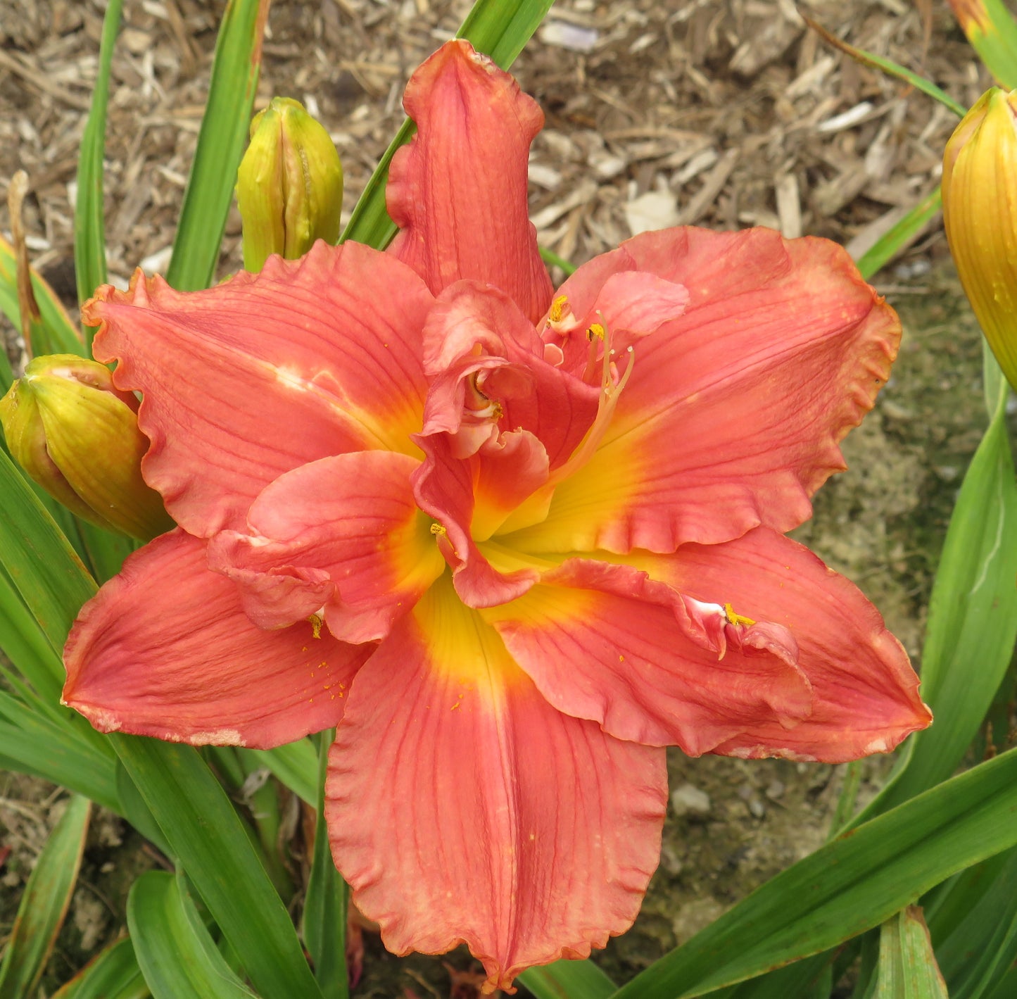 'Siloam Ruby Christie' (Henry-P., 1980)