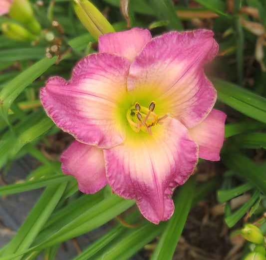 'Silver Sprite'  (Munson-R.W., 1983)