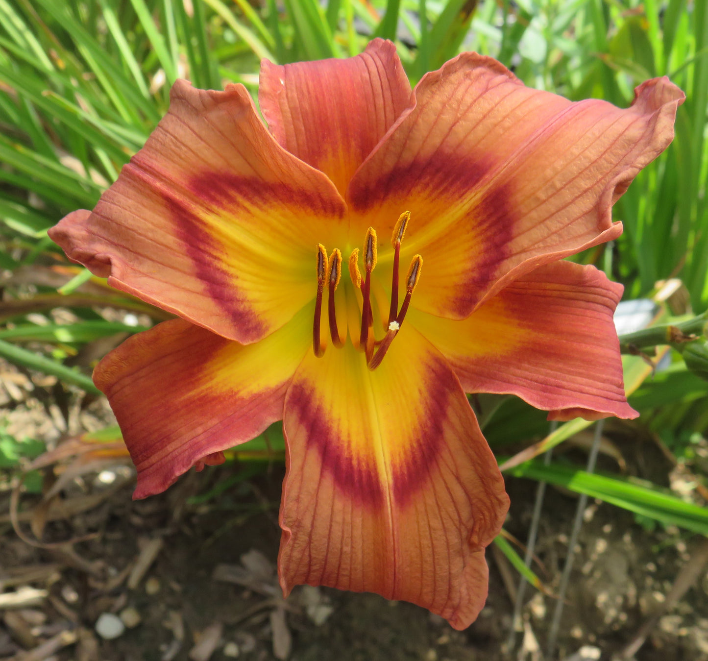 Daylily Seeds:  'Brown Exotica' x 'Simmering Elephants'