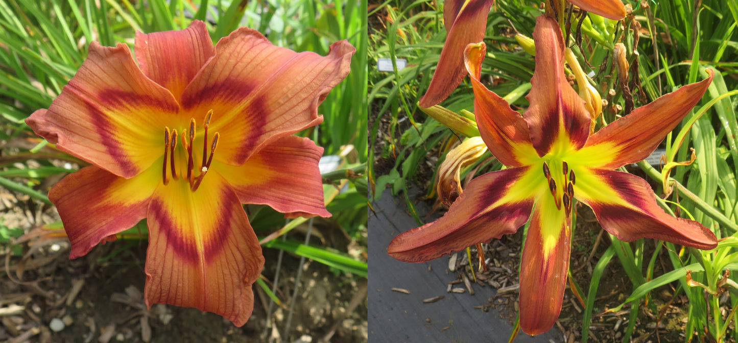 Daylily Seeds: 'Simmering Elephants' x 'Brown Exotica'