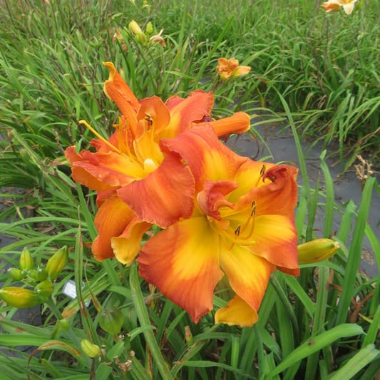 'Simply Karen' (Joiner-J., 2011)