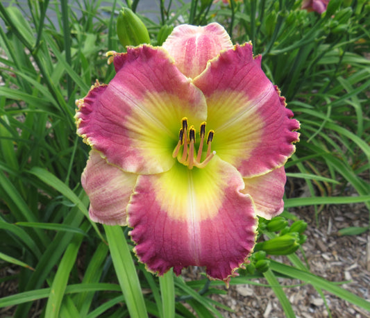 'Sing, Choirs of Angels' (Veurink-S., 2022)