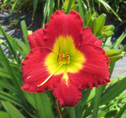 'Small World Christmas Story' (Miller-M., 2010)