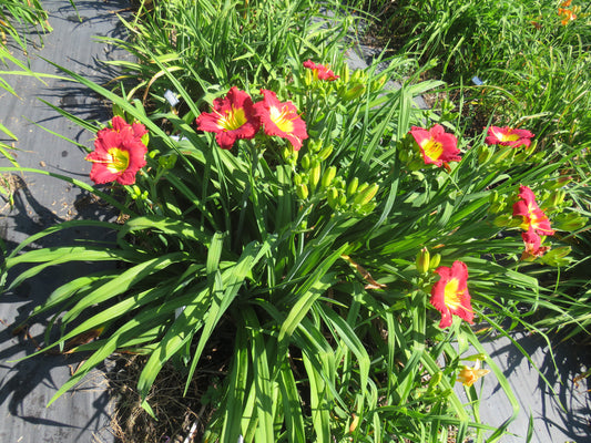 'Small World Christmas Story' (Miller-M., 2010)