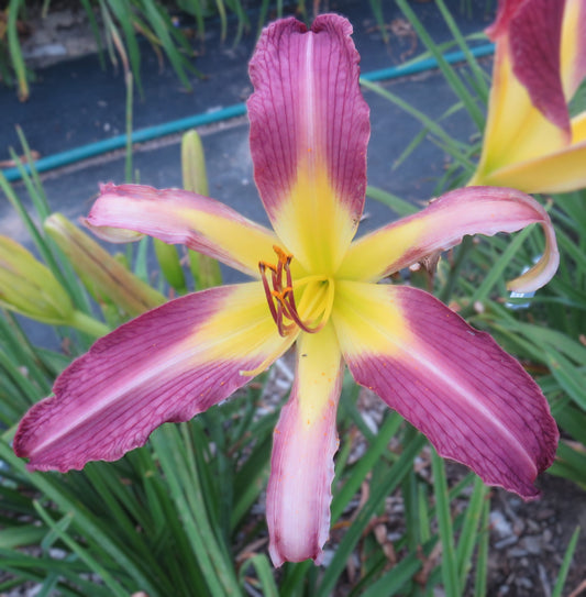 'Small World Grape Popsicle' (Miller-M., 2010)