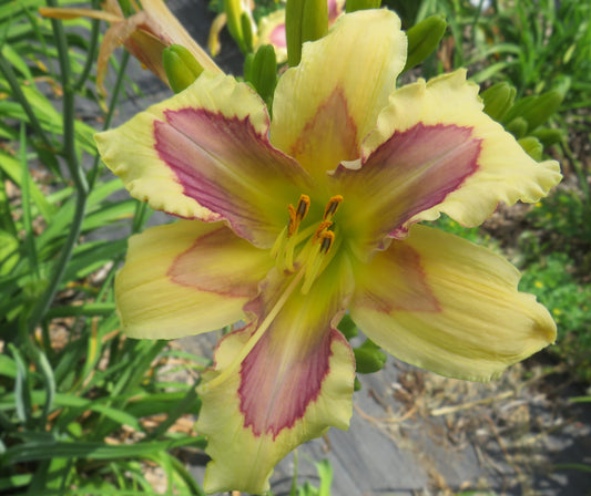 'So It Begins' (Murphy-J.P., 2016)