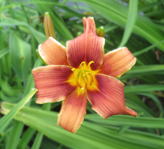 'Squirrel Nutkin' (Ball-P., 2021)