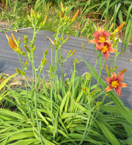 'Squirrel Nutkin' (Ball-P., 2021)