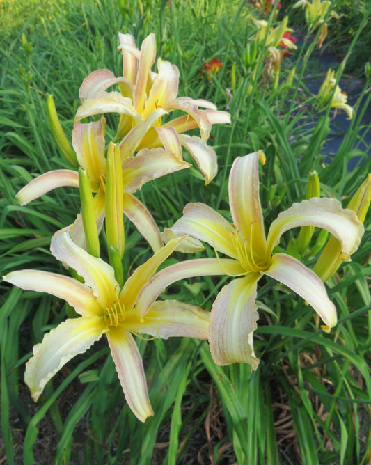 'Star Spangled'  (Lambert, 1965)