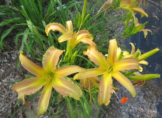 'Star Spangled'  (Lambert, 1965)