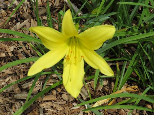 'Star Dream' (Fass-P., 1955)