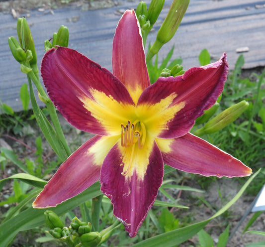 'Star of India' (Roberts-P., 1992)