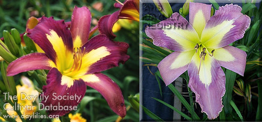 Daylily Seeds:  'Star of India' x 'Aerial Appliqué'