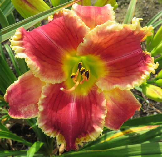 'Startle' (Belden, 1988)