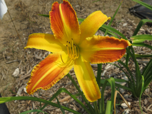 'Startling Creation' (Gossard, 2002)