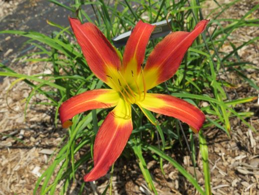 'Stoplight' (Childs-F., 1953)