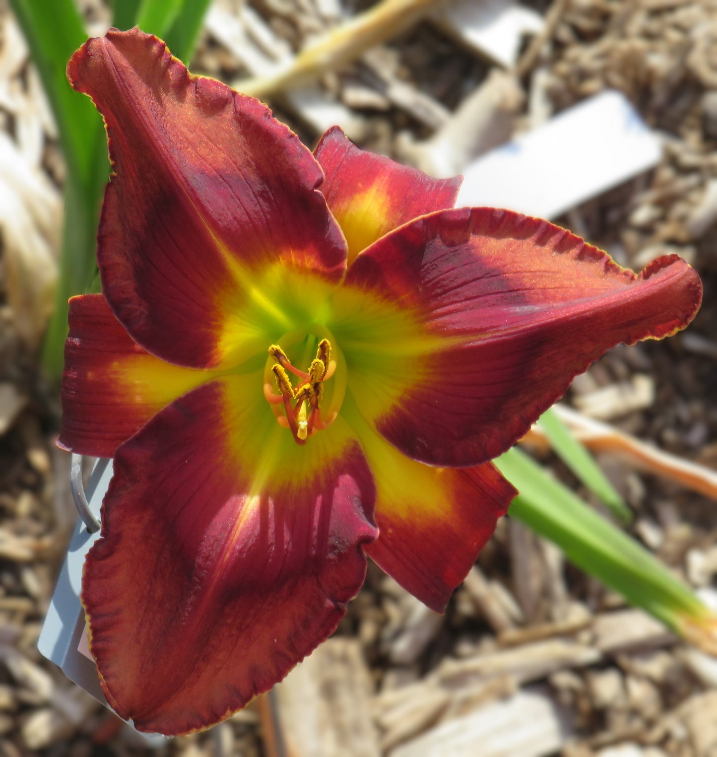 Daylily Seeds:  'Mighty Chestnut' x 'Topguns Cocoa Vino'