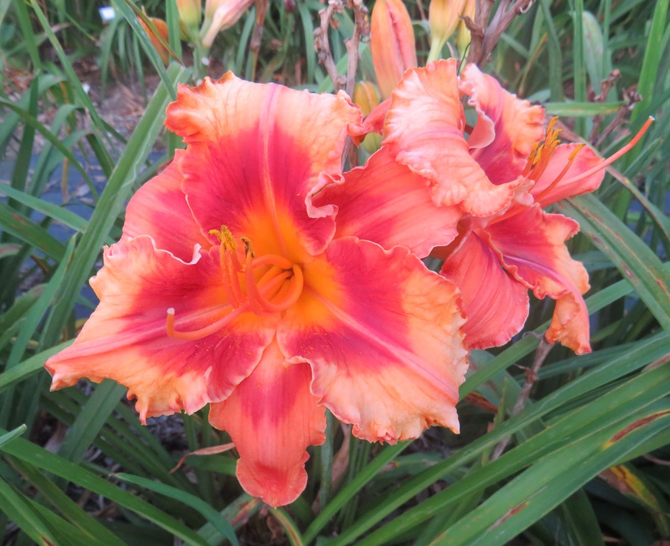 Daylily Seeds:  'Fine Gold University' x 'Topguns Comanche Sunrise'