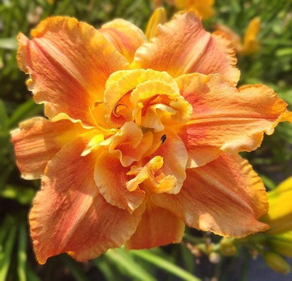 Daylily Seeds:  'Spacecoast Freaky Tiki'  x 'Topguns Flame Thrower'