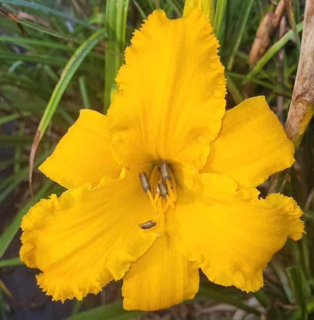 'Topguns Aztec Gold' (Scott-B., 2010)